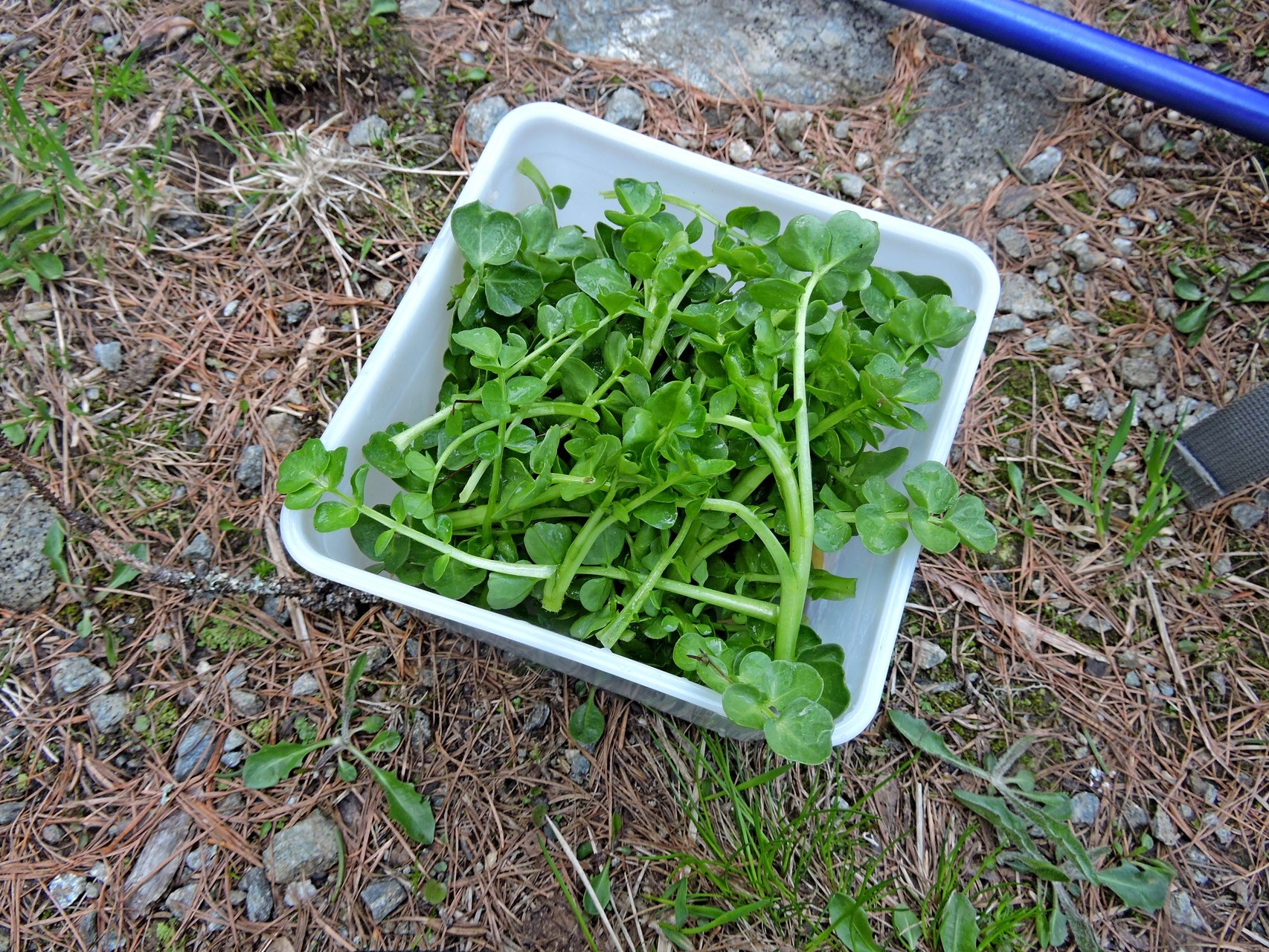 unser Mitbringsl fürs Abendessen - leckere Brunnenkresse