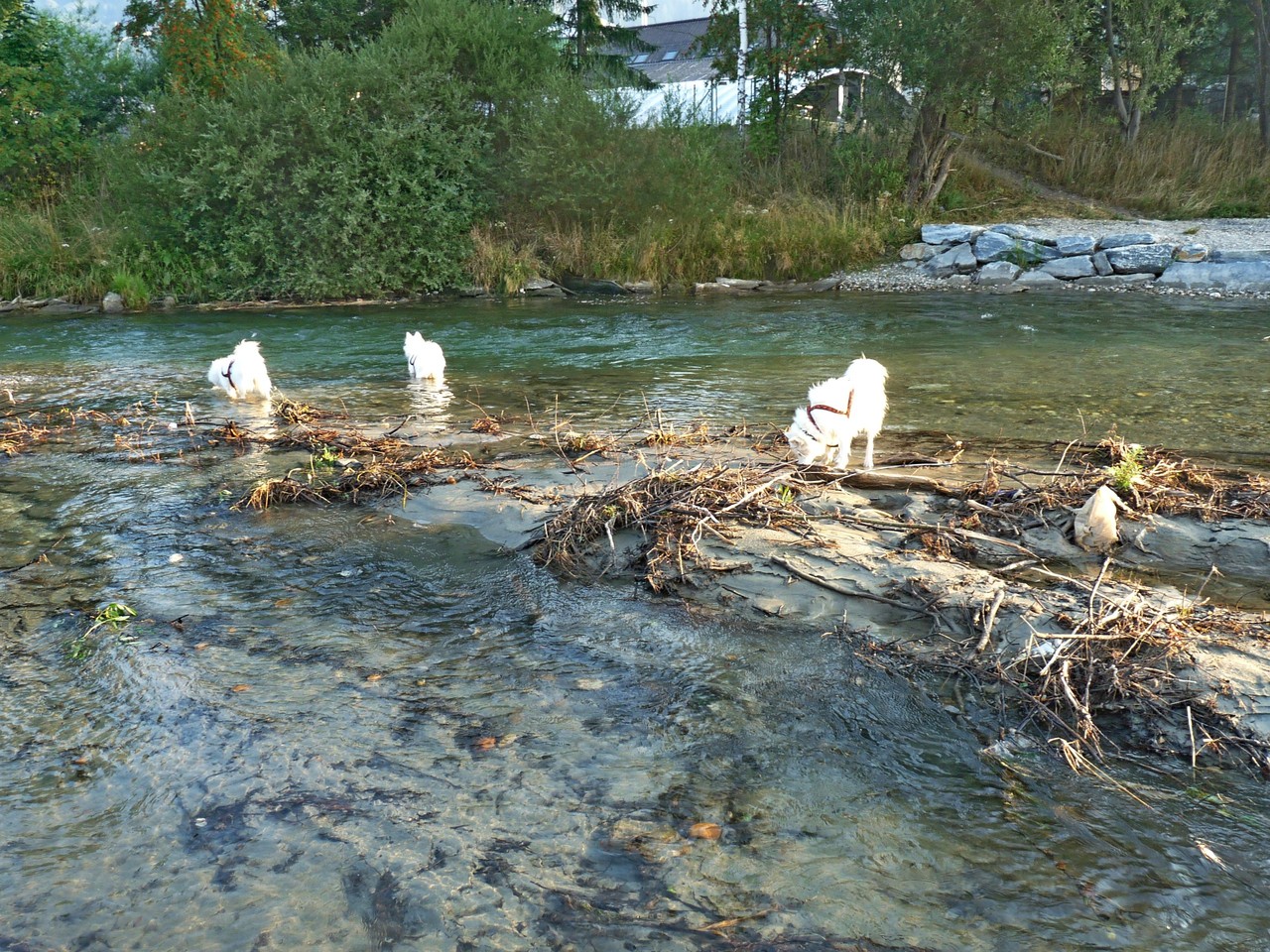 eine Gaudi auf der Insel