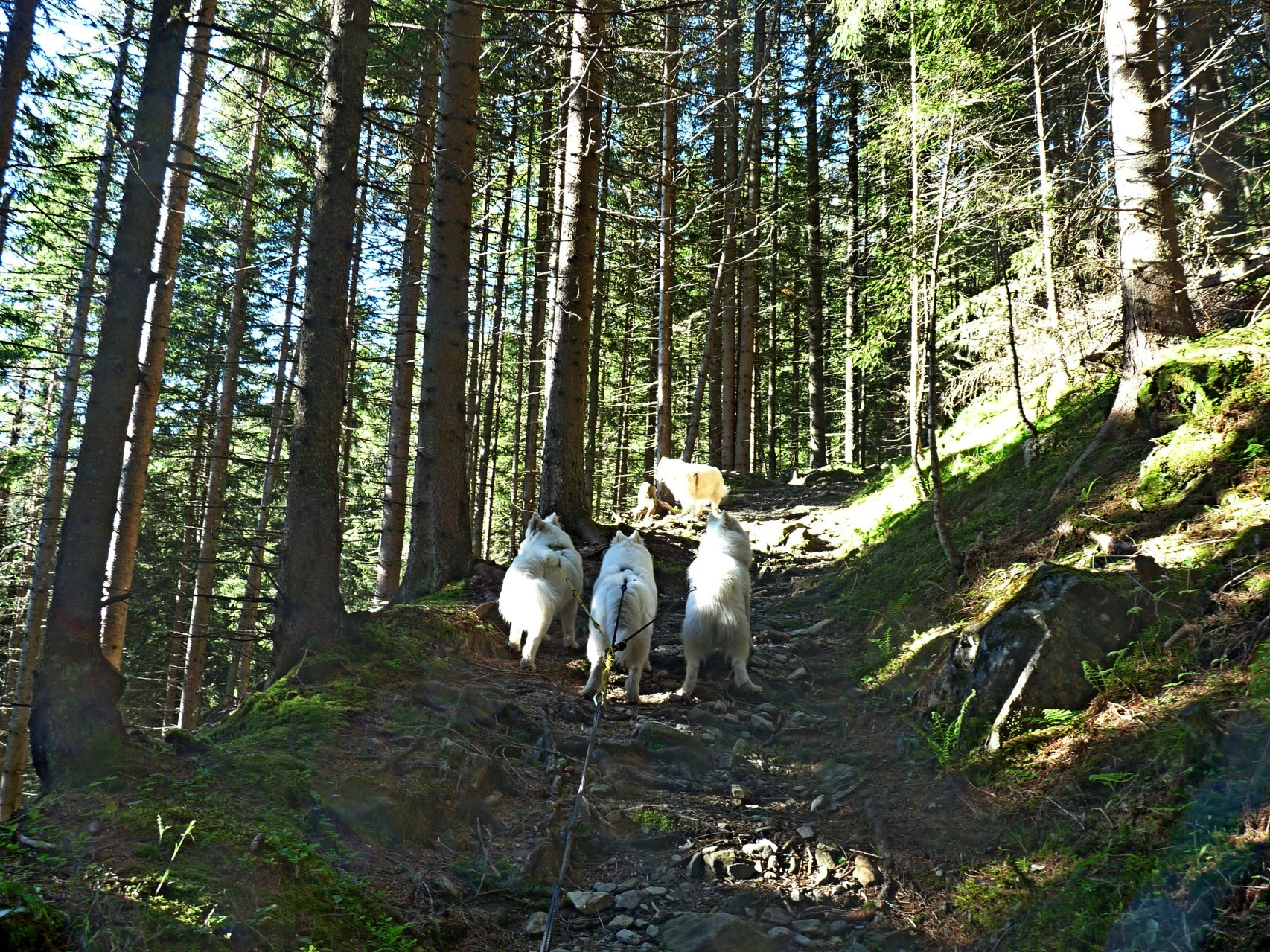 dann steil durch den Bergwald ins Almgebiet