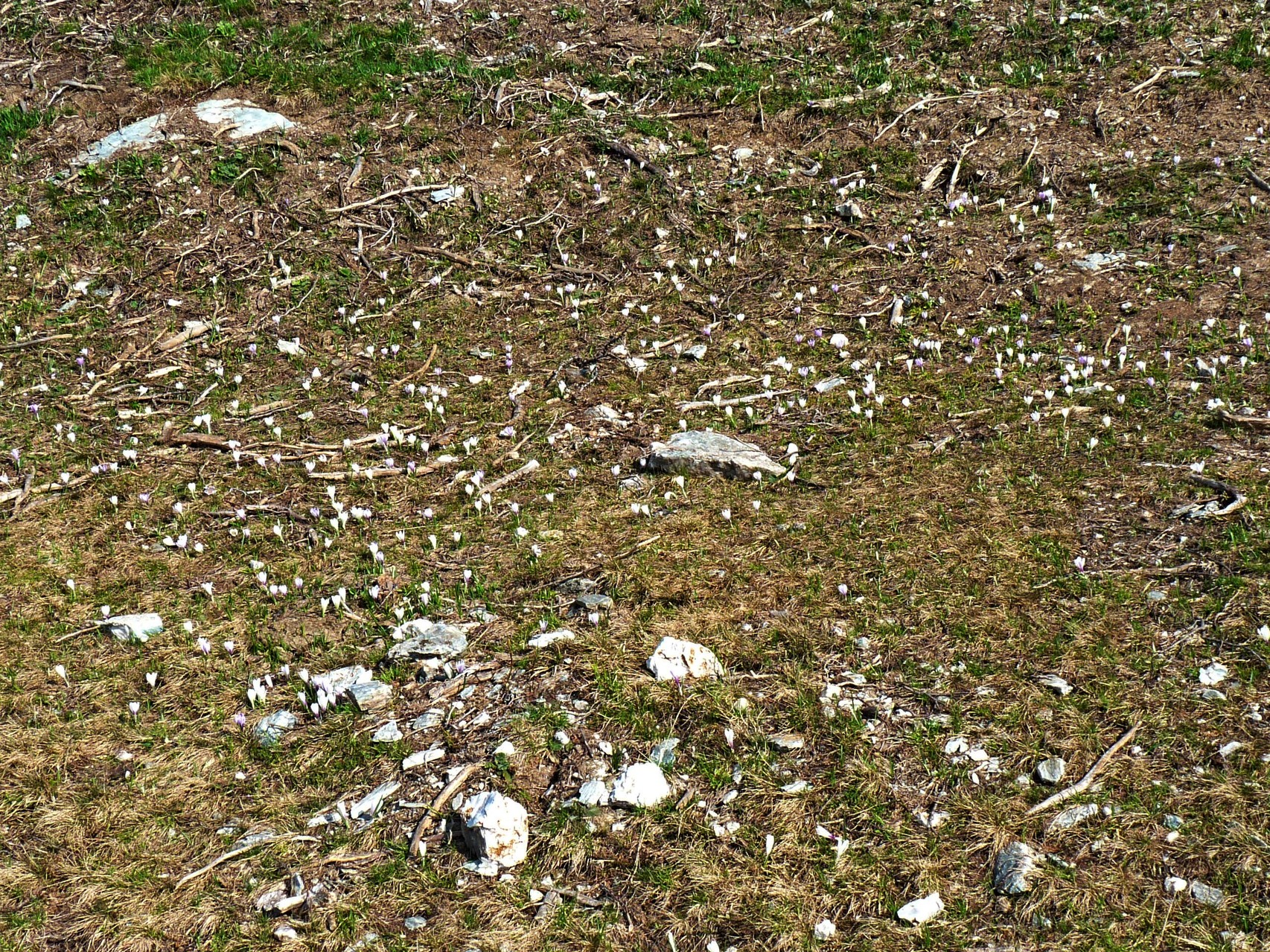 da war vor kurzem noch Schnee - die Krokusse blühen da noch