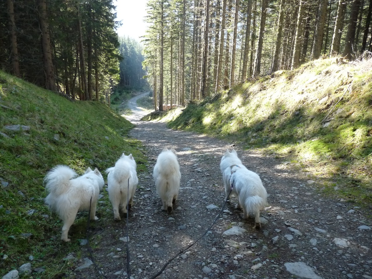 nach fast 7 Stunden sind wir alle froh wieder einen ganz normalen Weg unter den Beinen zu haben :-)