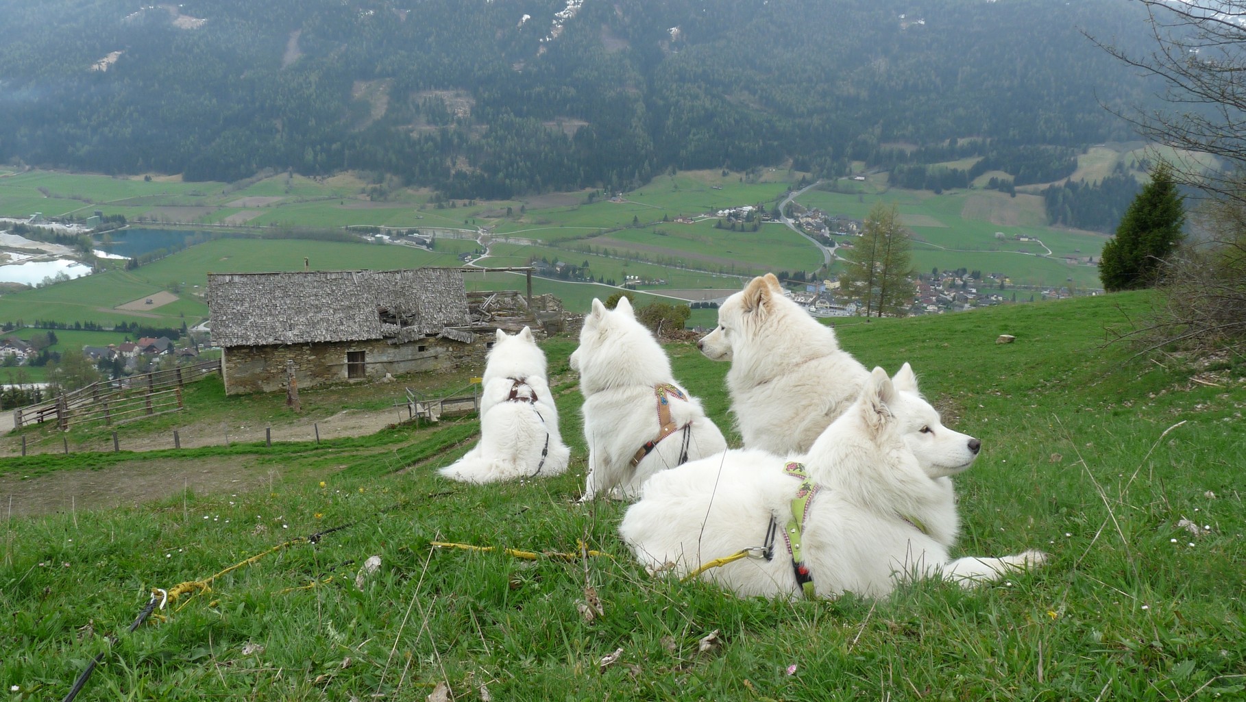 meine Hunde mit dem Sonntagsgeschirr :-)